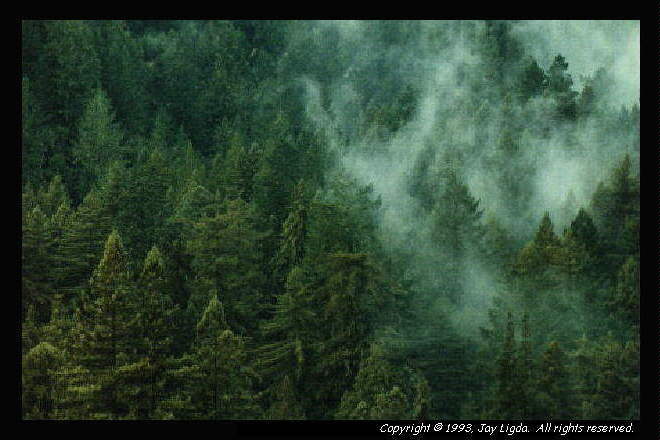 You must have a graphics capable browser to view photographs!