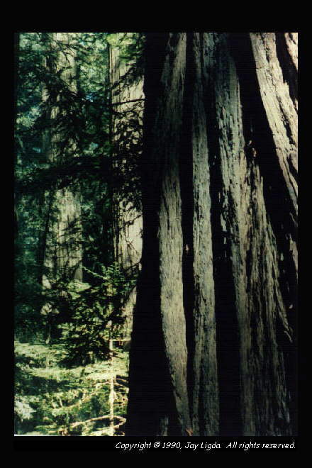 You must have a graphics capable browser to view photography on the Internet!