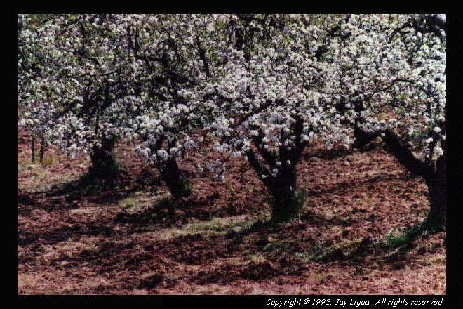 You must have a graphics capable browser to view photographs!