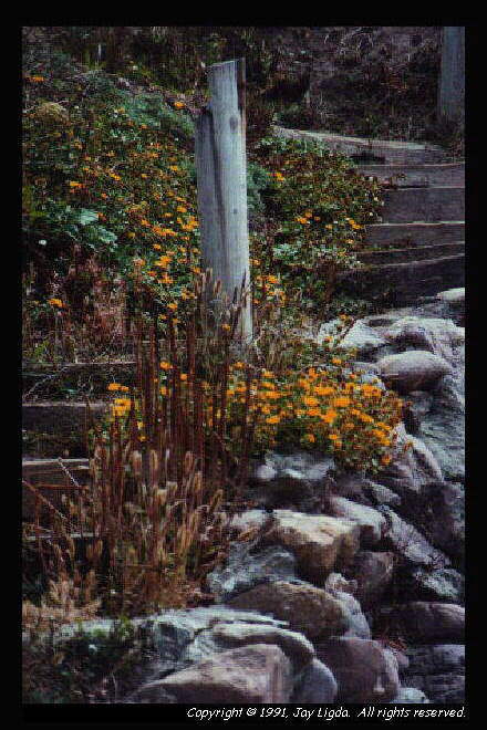 You must have a graphics capable browser to view photographs!