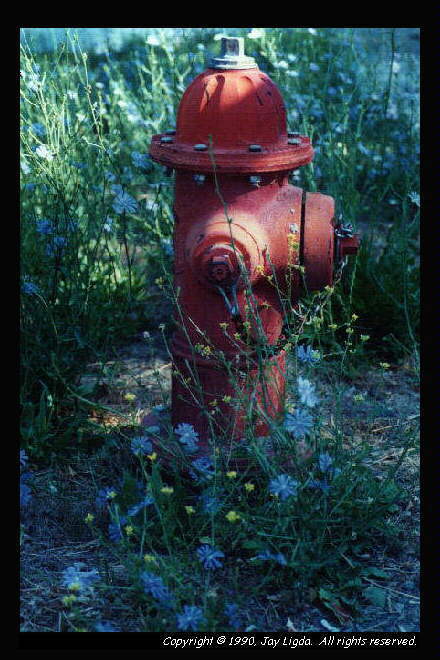 You must have a graphics capable browser to view photographs!