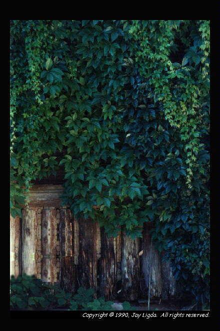 You must have a graphics capable browser to view photograhpy on the Internet!