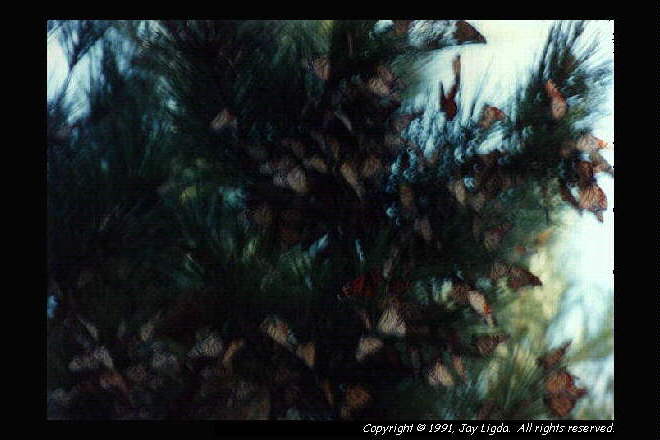 You must have a graphics capable browser to view photographs!