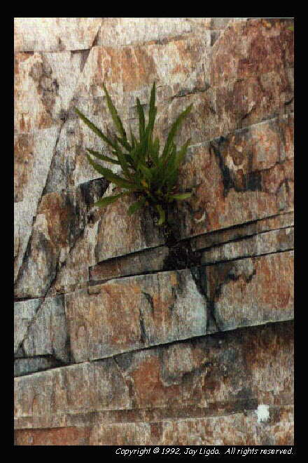 You must have a graphics capable browser to view photographs!