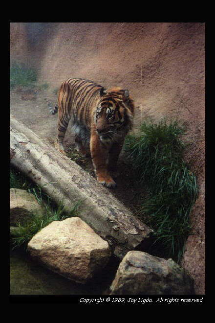 You must have a graphics capable browser to view photography on the Internet!