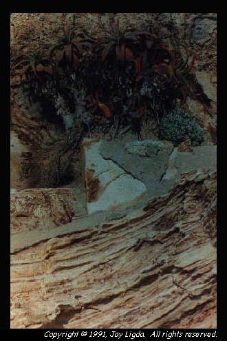 You must have a graphics capable browser to view photography on the Internet!