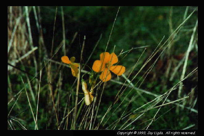 You must have a graphics capable browser to view photographs!