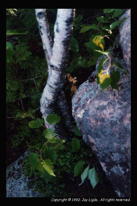 You must have a graphics capable browser to view photographs!