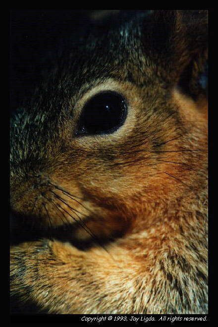 You must have a graphics capable browser to view photographs!