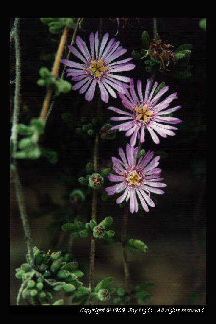 You must have a graphics capable browser to view photography on the Internet!