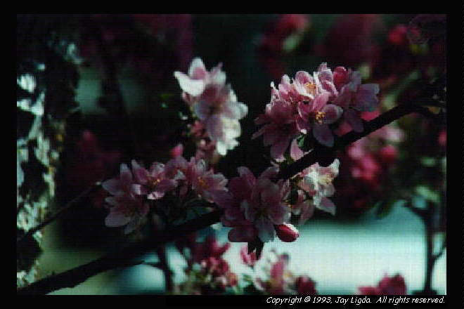 You must have a graphics capable browser to view photographs!