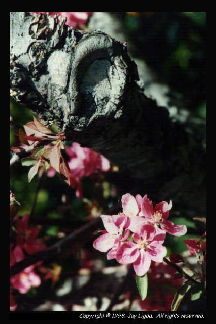 You must have a graphics capable browser to view photographs!