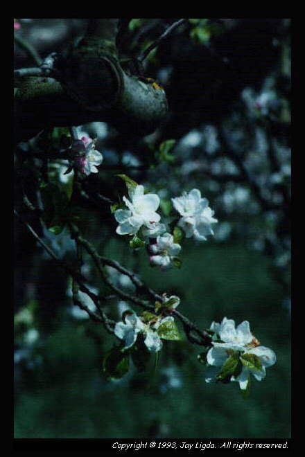 You must have a graphics capable browser to view photographs!