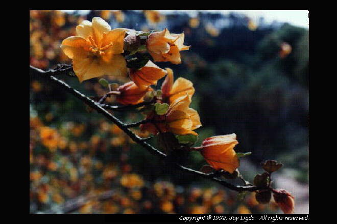 You must have a graphics capable browser to view photography on the Internet!