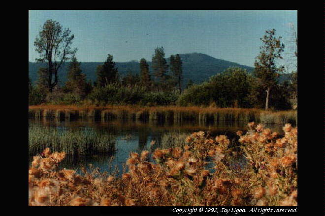 You must have a graphics capable browser to view photography on the Internet!