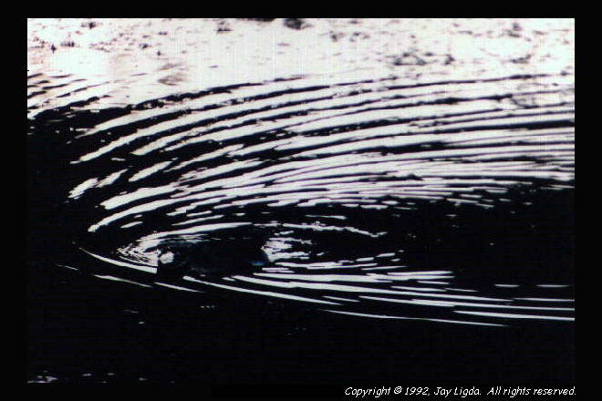 You must have a graphics capable browser to view photography on the Internet!