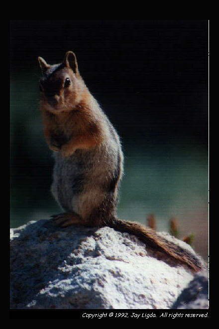 You need a graphics capable browser to view photography on the Internet!